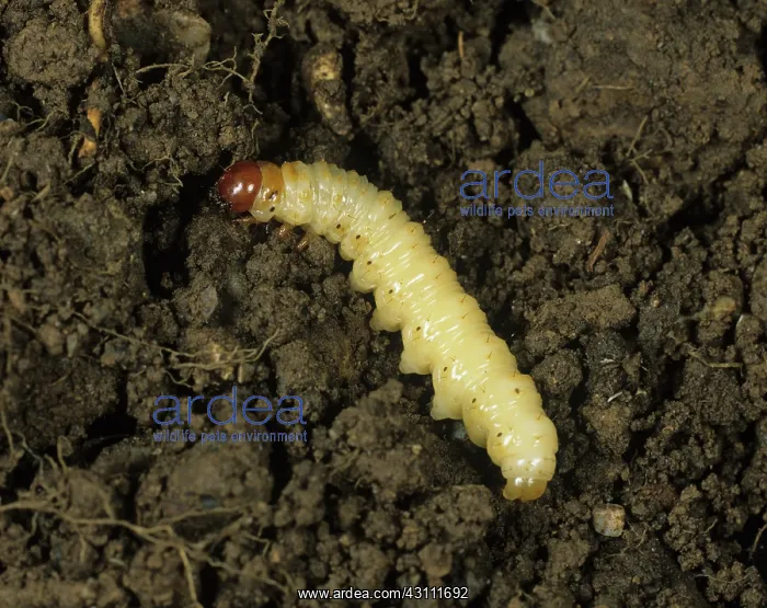 : Ghost swift moth caterpillar : Ghost swift moth caterpillar