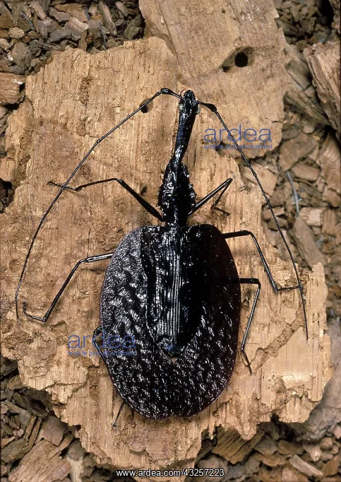 : Ghost Walker Beetle, Insect, Mormolyce phyllodes : Ghost Walker Beetle, Insect, Mormolyce phyllodes