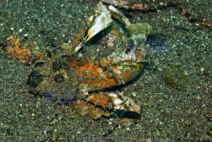 : Ghoulfish - An evil member of the scorpion fish : Ghoulfish - An evil member of the scorpion fish