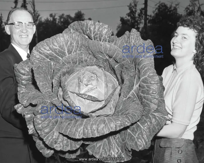 : Giant 40-Pound Cabbage : Giant 40-Pound Cabbage