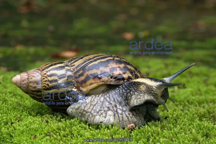 : Giant African Land / Elegant Agate Snail - one : Giant African Land / Elegant Agate Snail - one