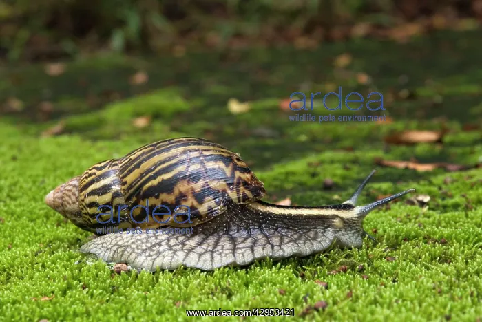 : Giant African Land / Elegant Agate Snail - one : Giant African Land / Elegant Agate Snail - one