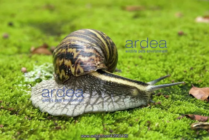 : Giant African Land / Elegant Agate Snail - one : Giant African Land / Elegant Agate Snail - one
