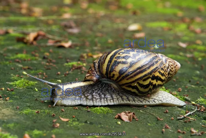 : Giant African Land / Elegant Agate Snail - one : Giant African Land / Elegant Agate Snail - one