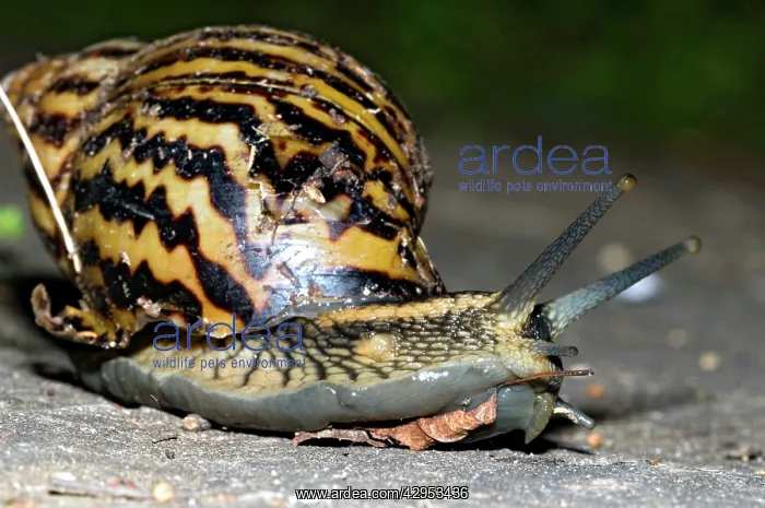 : Giant African Land / Elegant Agate Snail - one : Giant African Land / Elegant Agate Snail - one