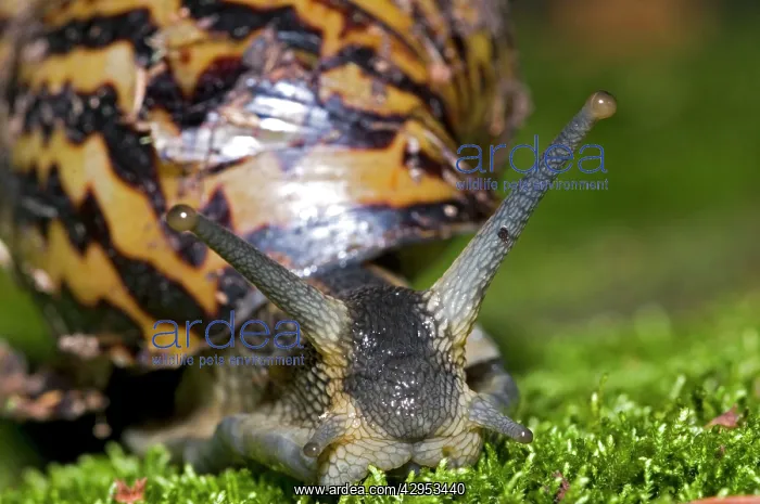 : Giant African Land / Elegant Agate Snail - one : Giant African Land / Elegant Agate Snail - one