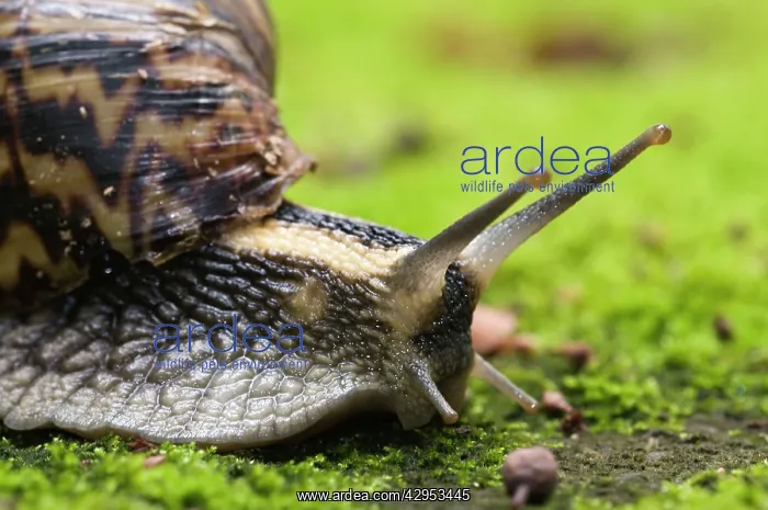 : Giant African Land / Elegant Agate Snail - one : Giant African Land / Elegant Agate Snail - one