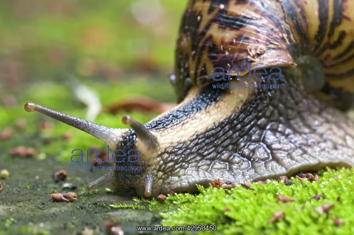 : Giant African Land / Elegant Agate Snail - one : Giant African Land / Elegant Agate Snail - one