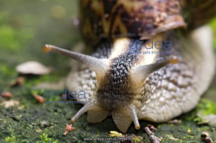 : Giant African Land / Elegant Agate Snail - one : Giant African Land / Elegant Agate Snail - one
