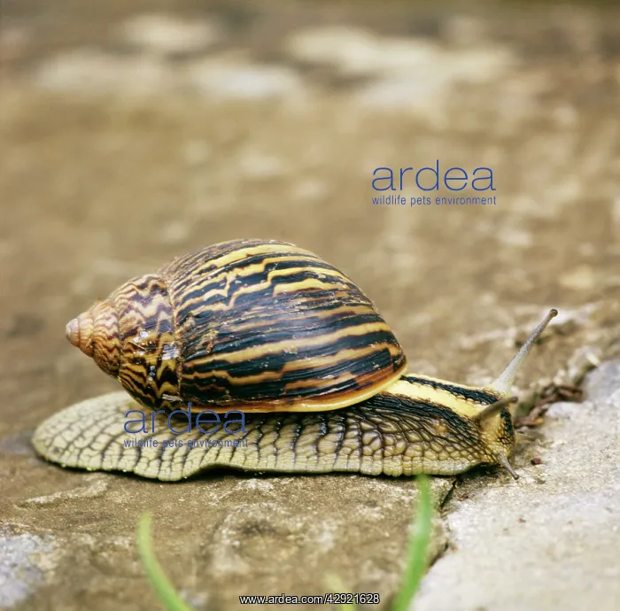 : Giant African land SNAIL : Giant African land SNAIL