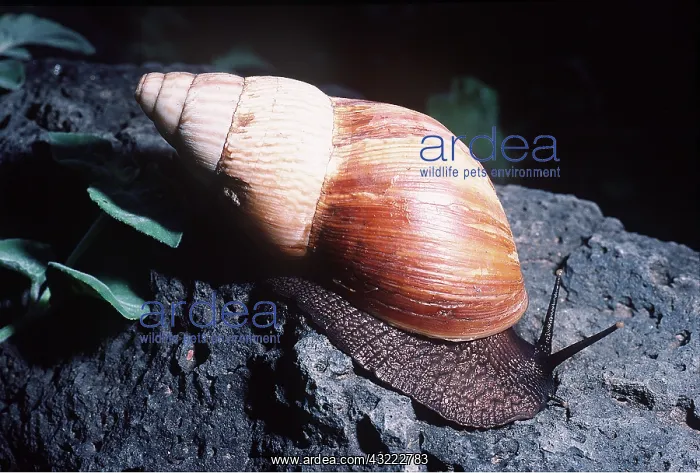 : Giant African land SNAIL : Giant African land SNAIL