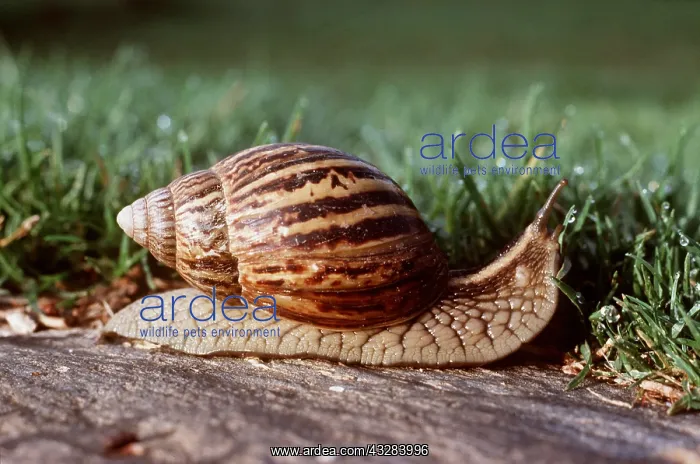 : Giant African land SNAIL : Giant African land SNAIL
