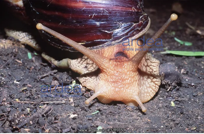 : Giant African land SNAIL - Close up of head : Giant African land SNAIL - Close up of head