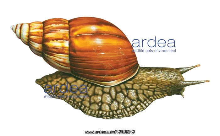 : Giant African Land Snail, grows to be the largest : Giant African Land Snail, grows to be the largest