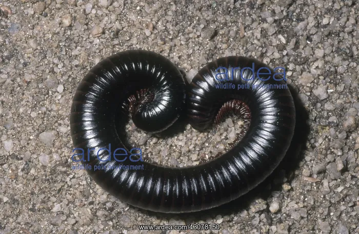 : Giant African Millipede : Giant African Millipede