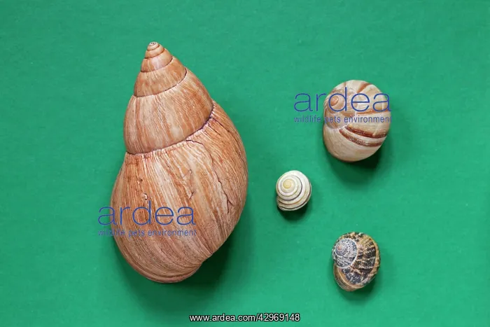 : Giant African Snail - shell compared to a Roman : Giant African Snail - shell compared to a Roman