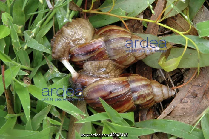 : Giant African Snails: mating, exchanging love darts : Giant African Snails: mating, exchanging love darts