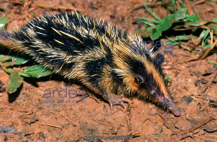 : Giant (aka Checkered) Elephant-shrew (Rhynchocyon : Giant (aka Checkered) Elephant-shrew (Rhynchocyon