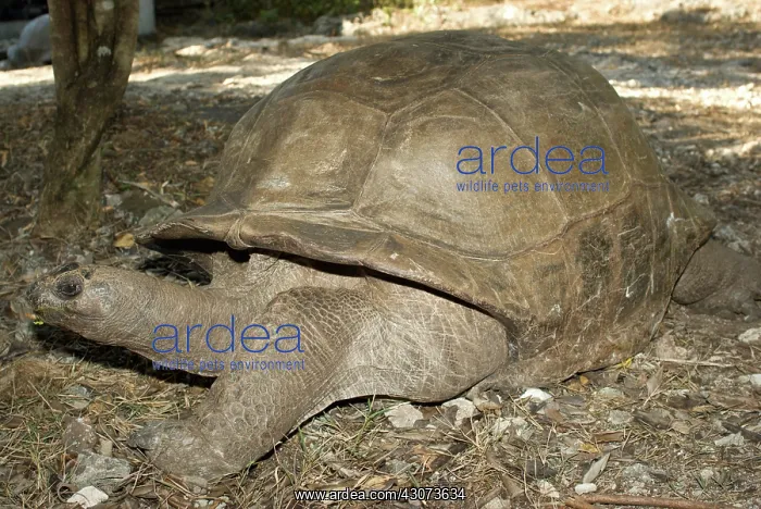 : Giant Aldabra Tortoise : Giant Aldabra Tortoise