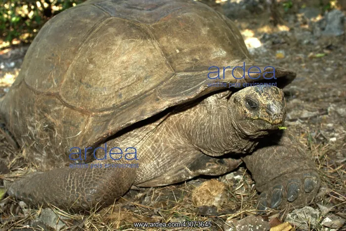 : Giant Aldabra Tortoise : Giant Aldabra Tortoise