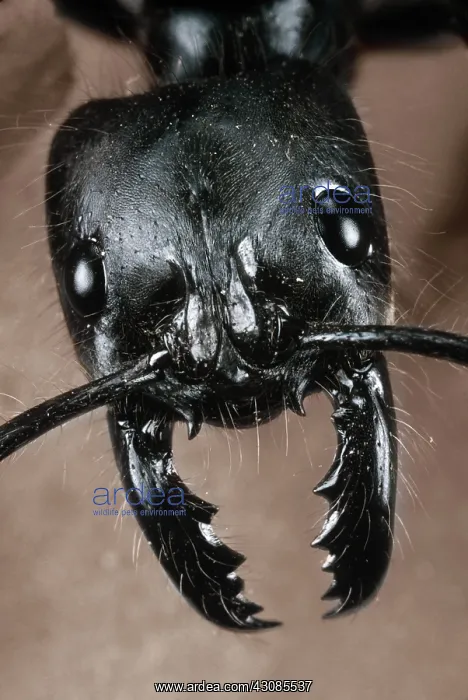 : Giant Amazon Ant : Giant Amazon Ant