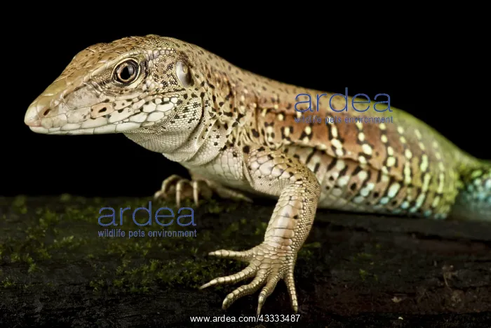 : Giant ameiva (Ameiva ameiva), on black background : Giant ameiva (Ameiva ameiva), on black background