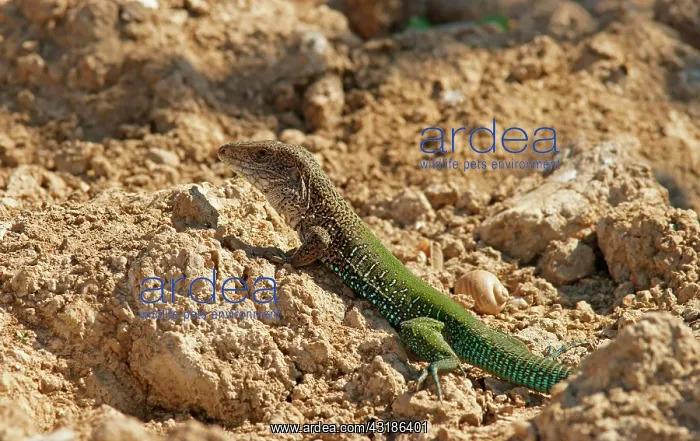 : Giant ameiva (Ameiva ameiva), Pantanal, Mato Grosso : Giant ameiva (Ameiva ameiva), Pantanal, Mato Grosso