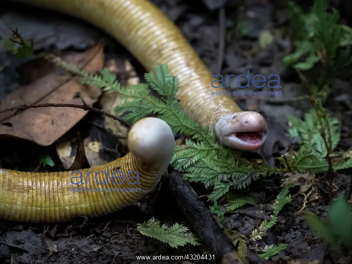 : Giant Amphisbaena, aka Giant Worm-lizard (Amphisbaena : Giant Amphisbaena, aka Giant Worm-lizard (Amphisbaena