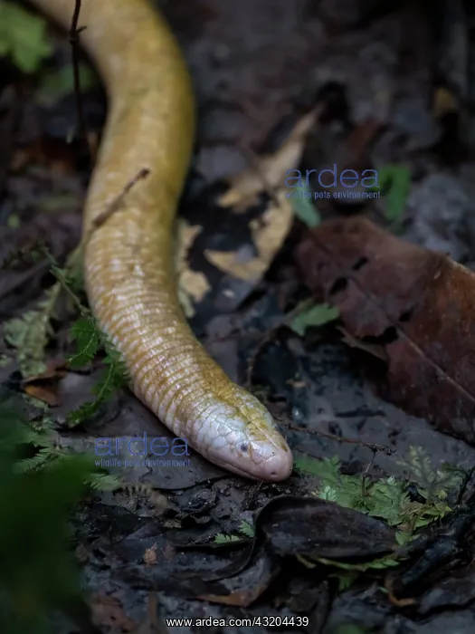 : Giant Amphisbaena, aka Giant Worm-lizard (Amphisbaena : Giant Amphisbaena, aka Giant Worm-lizard (Amphisbaena