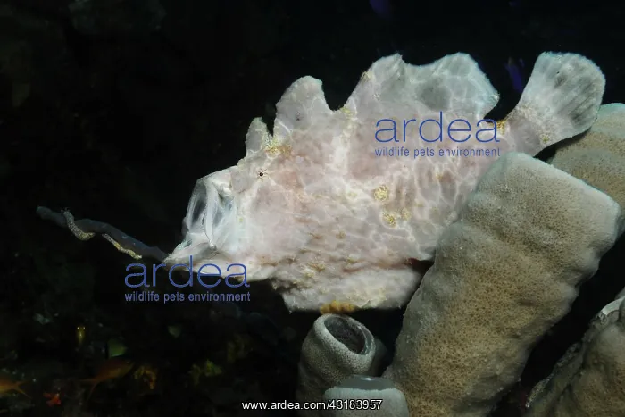 : Giant Anglerfish : Giant Anglerfish