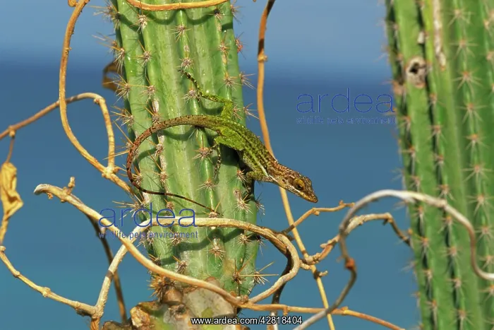 : Giant Anole - basking in the early morning sun atop cactus : Giant Anole - basking in the early morning sun atop cactus