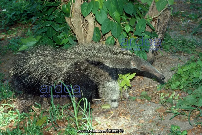 : Giant Anteater : Giant Anteater
