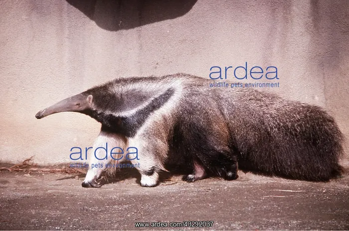 : GIANT ANTEATER : GIANT ANTEATER