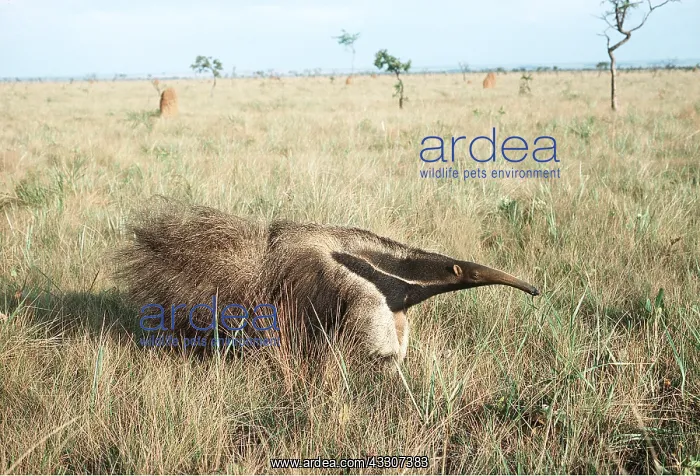 : GIANT ANTEATER : GIANT ANTEATER
