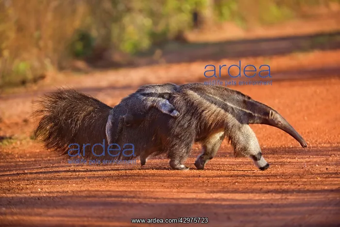 : Giant Anteater - adult with a baby on its back : Giant Anteater - adult with a baby on its back