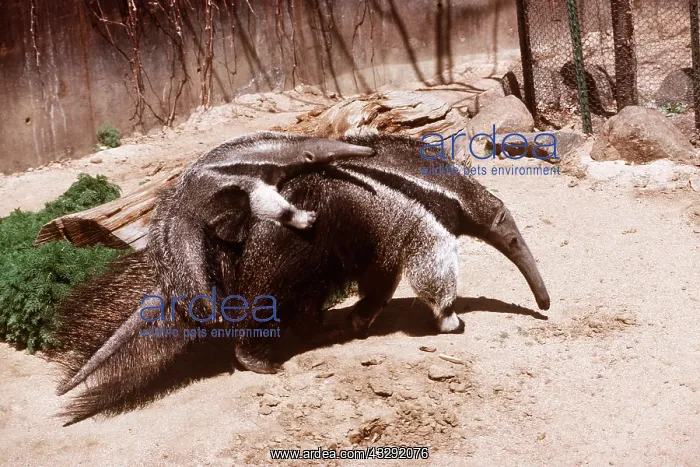 : GIANT ANTEATER - adult carrying baby on back : GIANT ANTEATER - adult carrying baby on back