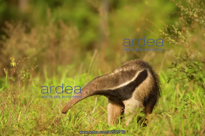: Giant Anteater - adult foraging for ants and insects : Giant Anteater - adult foraging for ants and insects