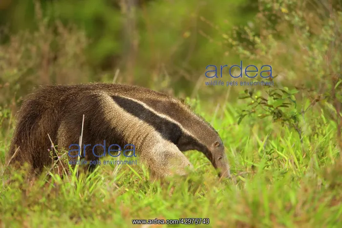 : Giant Anteater - adult foraging for ants and insects : Giant Anteater - adult foraging for ants and insects