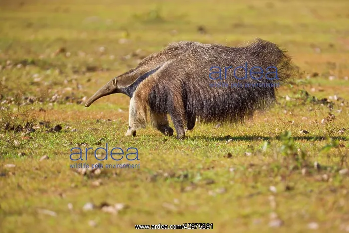 : Giant Anteater - adult running across a pasture : Giant Anteater - adult running across a pasture