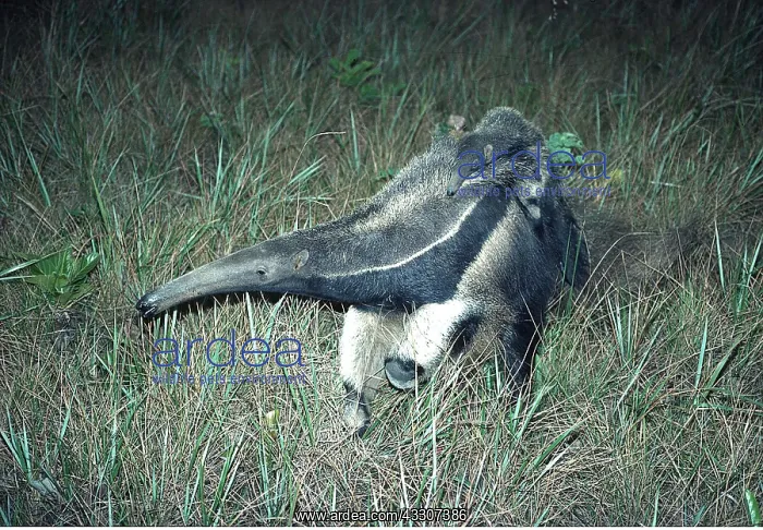 : GIANT ANTEATER - adult with young on back : GIANT ANTEATER - adult with young on back