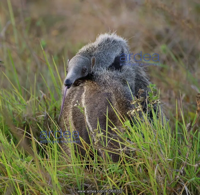 : Giant Anteater / Ant Bear - carrying young on back : Giant Anteater / Ant Bear - carrying young on back