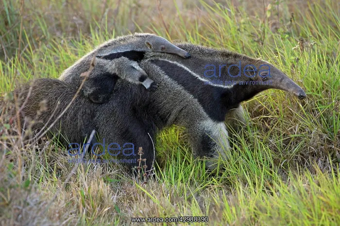 : Giant Anteater / Ant Bear - carrying young on back : Giant Anteater / Ant Bear - carrying young on back