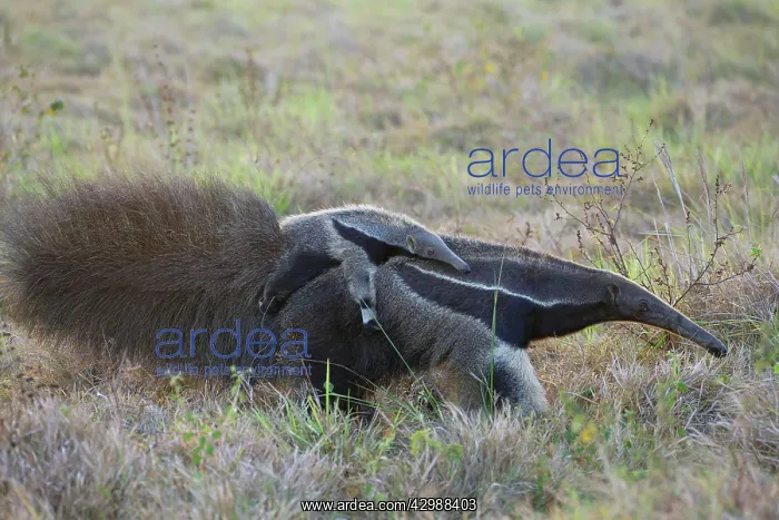 : Giant Anteater / Ant Bear - carrying young on back : Giant Anteater / Ant Bear - carrying young on back