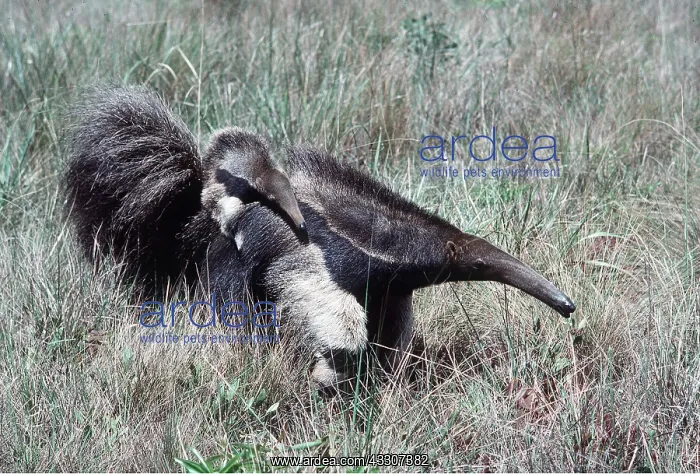 : GIANT ANTEATER - baby on back : GIANT ANTEATER - baby on back