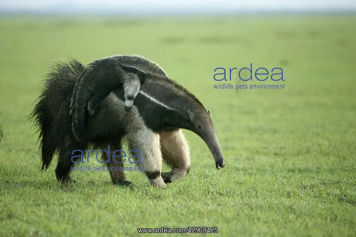 : Giant Anteater - carrying young on back : Giant Anteater - carrying young on back