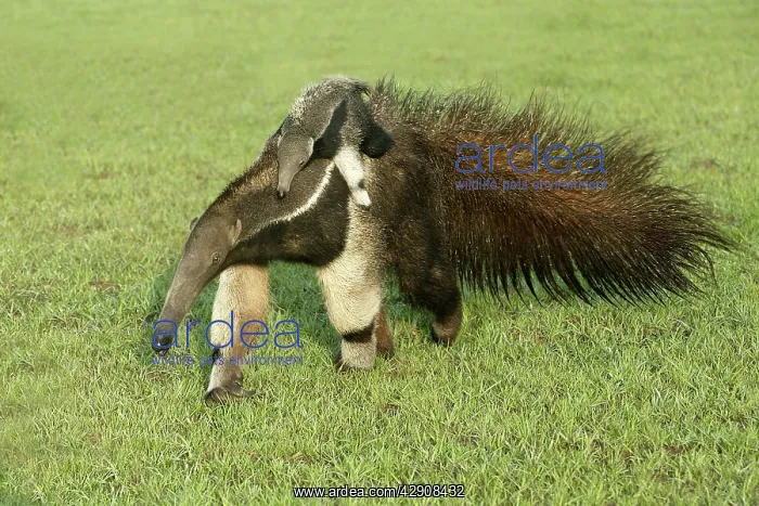 : Giant Anteater - carrying young on back : Giant Anteater - carrying young on back