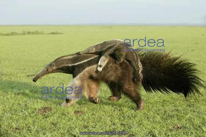  : Giant Anteater - carrying young on back