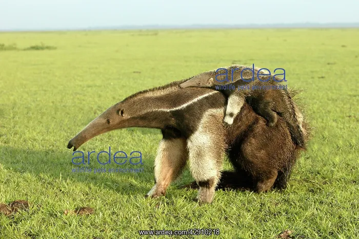 : Giant Anteater - carrying young on back : Giant Anteater - carrying young on back