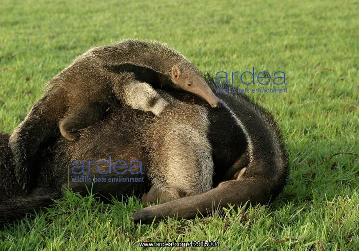 : Giant Anteater - female & baby : Giant Anteater - female & baby