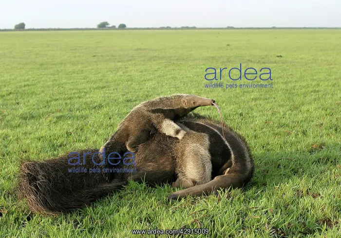 : Giant Anteater - female & baby, showing long tongue : Giant Anteater - female & baby, showing long tongue